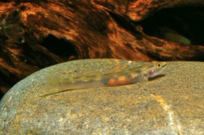 5-2.尾鱗銳齒鰕虎(Smilosicyopus leprurus)雌魚(周銘泰提供)